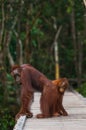 Female of the orangutan with a baby are going on a wooden bridge in the jungle. Indonesia. Royalty Free Stock Photo