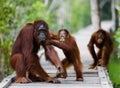 Female of the orangutan with a baby are going on a wooden bridge in the jungle. Indonesia. Royalty Free Stock Photo