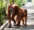 Female of the orangutan with a baby are going on a wooden bridge in the jungle. Indonesia. Royalty Free Stock Photo