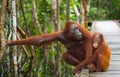 Female of the orangutan with a baby are going on a wooden bridge in the jungle. Indonesia. Royalty Free Stock Photo