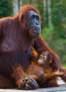 The female of the orangutan with a baby lying on a wooden platform in the jungle. Indonesia. The island of Borneo Kalimantan. Royalty Free Stock Photo