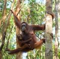 The female of the orangutan with a baby in a tree. Indonesia. Royalty Free Stock Photo