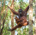 The female of the orangutan with a baby in a tree. Indonesia. The island of Kalimantan Borneo. Royalty Free Stock Photo