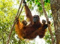 The female of the orangutan with a baby in a tree. Indonesia. The island of Kalimantan Borneo. Royalty Free Stock Photo