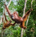 The female of the orangutan with a baby in a tree. Indonesia. The island of Kalimantan Borneo. Royalty Free Stock Photo