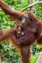 The female of the orangutan with a baby in a tree. Indonesia. The island of Kalimantan Borneo. Royalty Free Stock Photo