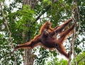 The female of the orangutan with a baby in a tree. Indonesia. The island of Kalimantan (Borneo). Royalty Free Stock Photo