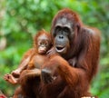 Female orangutan with a baby in the wild. Indonesia. The island of Kalimantan (Borneo).