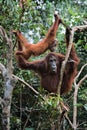 Female the orangutan with a cub. Royalty Free Stock Photo