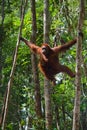 Female of the orangutan with a cub. . Royalty Free Stock Photo