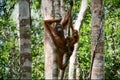 Female of the orangutan with a cub. Royalty Free Stock Photo