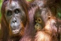 A female of the orangutan with a cub. Bornean orangutan (Pongo pygmaeus wurmmbii) Royalty Free Stock Photo