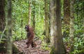 A female of the orangutan with a cub. Bornean orangutan (Pongo pygmaeus wurmmbii) Royalty Free Stock Photo