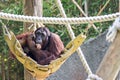 A female of the orangutan with a cub in a native habitat Royalty Free Stock Photo