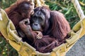 A female of the orangutan with a cub in a native habitat Royalty Free Stock Photo