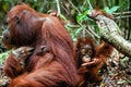 A female of the orangutan with a cub in a native habitat. Bornean orangutan (Pongo o pygmaeus wurmmbii) in the wild nature. Royalty Free Stock Photo