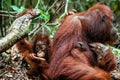 A female of the orangutan with a cub in a native habitat. Bornean orangutan (Pongo o pygmaeus wurmmbii) in the wild nature. Royalty Free Stock Photo