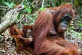 A female of the orangutan with a cub in a native habitat. Bornean orangutan (Pongo o pygmaeus wurmmbii) in the wild nature. Royalty Free Stock Photo