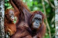 A female of the orangutan with a cub in a native habitat. Bornean orangutan (Pongo o pygmaeus wurmmbii) in the wild nature. Royalty Free Stock Photo
