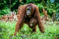 A female of the orangutan with a cub in a native habitat. Bornean orangutan (Pongo o pygmaeus wurmmbii) in the wild nature. Royalty Free Stock Photo