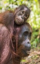 A female of the orangutan with a cub in a native habitat. Bornean orangutan Royalty Free Stock Photo