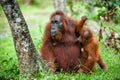 A female of the orangutan with a cub in a native habitat. Bornean orangutan (Pongo pygmaeus) Royalty Free Stock Photo