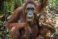 A female of the orangutan with a cub in a native habitat. Bornean orangutan Royalty Free Stock Photo