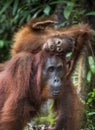 A female of the orangutan with a cub in a native habitat. Bornean orangutan Royalty Free Stock Photo