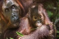 A female of the orangutan with a cub in a native habitat. Bornean orangutan (Pongo pygmaeus wurmmbii) Royalty Free Stock Photo