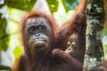 A female of the orangutan with a cub in a native habitat. Bornean orangutan (Pongo pygmaeus wurmmbii) Royalty Free Stock Photo