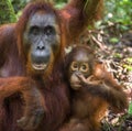 A female of the orangutan with a cub in a native habitat. Bornean orangutan Pongo pygmaeus wurmmbii Royalty Free Stock Photo