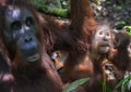 A female of the orangutan with a cub in a native habitat. Bornean orangutan (Pongo pygmaeus wurmmbii) Royalty Free Stock Photo