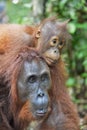 A female of the orangutan with a cub in a native habitat. Bornean orangutan (Pongo pygmaeus wurmmbii) Royalty Free Stock Photo