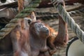 A female of the orangutan with a cub in a native habitat. Bornean orangutan Pongo o pygmaeus wurmmbii in the wild nature. Royalty Free Stock Photo