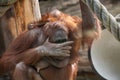 A female of the orangutan with a cub in a native habitat. Bornean orangutan Pongo o pygmaeus wurmmbii in the wild nature.