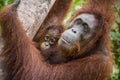 A female of the orangutan with a cub in a native habitat. Royalty Free Stock Photo