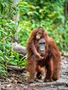 A female of the orangutan with a cub Royalty Free Stock Photo