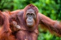 The female of the orangutan feeds a cub. A female of the orangutan with a cub in a native habitat. pongo pygmaeus wurmmbii. Royalty Free Stock Photo