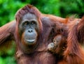 The female of the orangutan feeds a cub. A female of the orangutan with a cub in a native habitat. pongo pygmaeus wurmmbii. Royalty Free Stock Photo