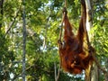 Female orangutan with her baby Royalty Free Stock Photo