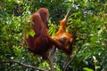 Female orangutan with her baby Royalty Free Stock Photo