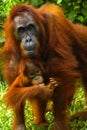 Female orangutan with her baby Royalty Free Stock Photo