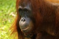 Female orangutan with her baby Royalty Free Stock Photo