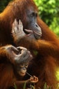 Female orangutan with her baby Royalty Free Stock Photo