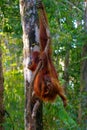 Female orangutan with her baby Royalty Free Stock Photo