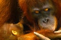 Female orangutan with her baby Royalty Free Stock Photo