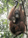 Female orangutan with her young,Tanjung Puting National Park, Island of Borneo, Indonesia