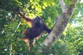 Female orangutan with her young,Tanjung Puting National Park, Island of Borneo, Indonesia