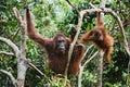 Female the orangutan with the kid. Royalty Free Stock Photo