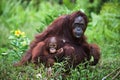 Female the orangutan with the kid on a grass. Royalty Free Stock Photo